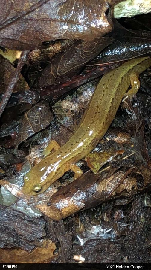 Northern Two-lined Salamander