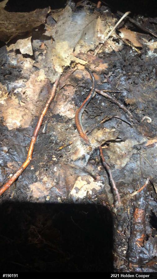 Eastern Red-backed  Salamander