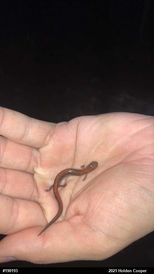 Eastern Red-backed  Salamander