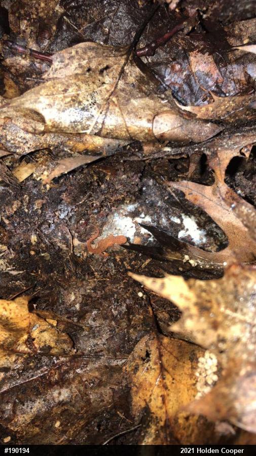 Red-spotted Newt