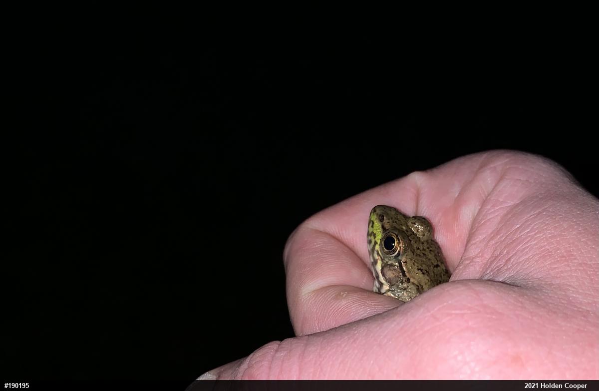 Green Frog