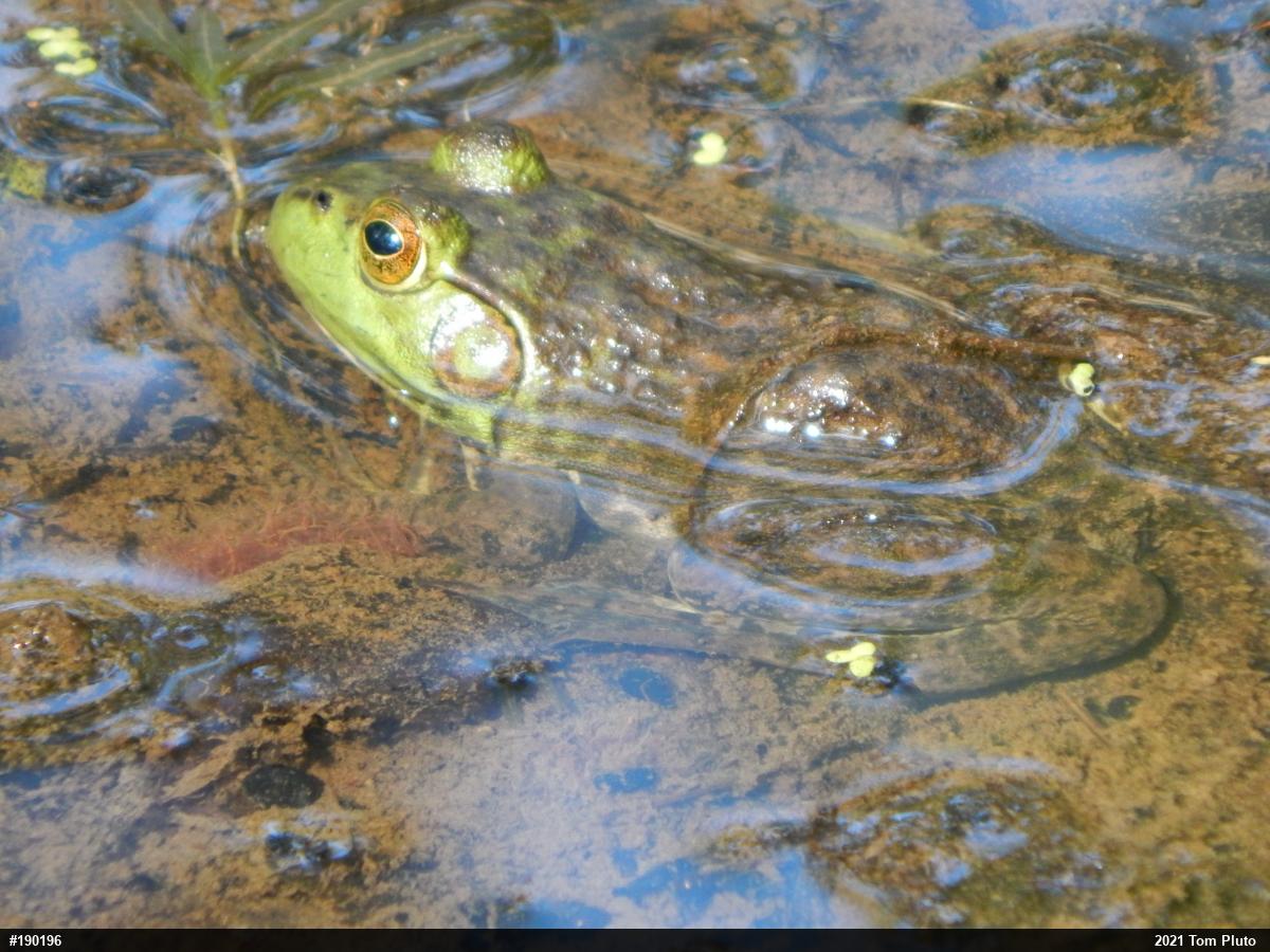 American Bullfrog