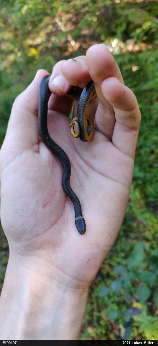 Northern Ring-necked Snake