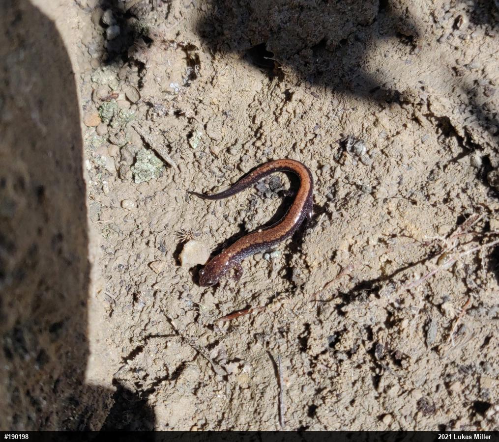 Eastern Red-backed  Salamander
