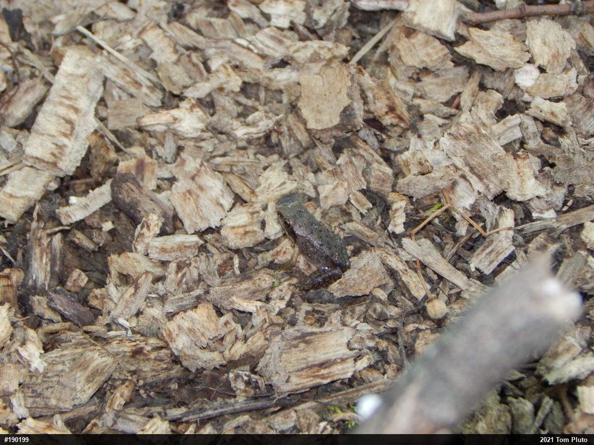 Wood Frog