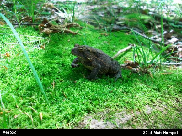Eastern American Toad