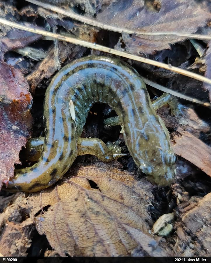 Northern Dusky Salamander