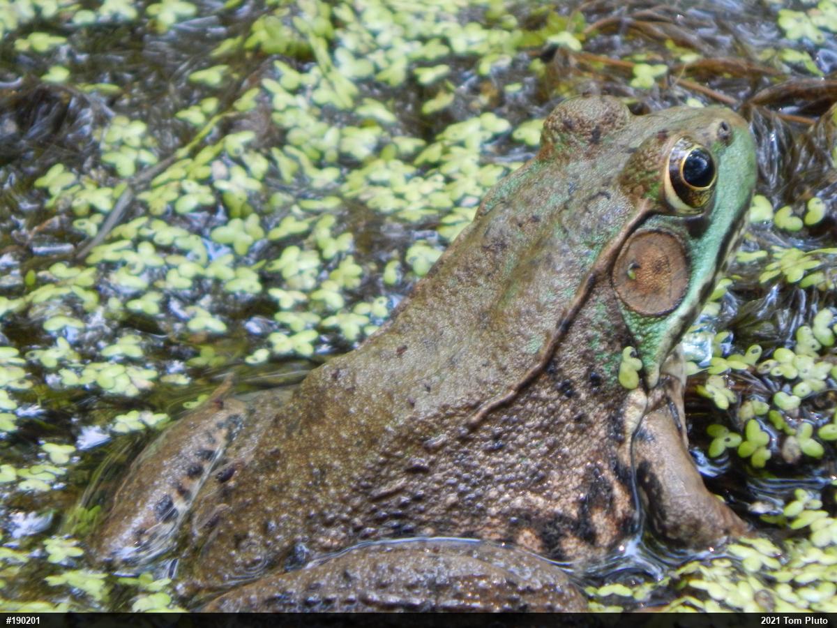 Green Frog