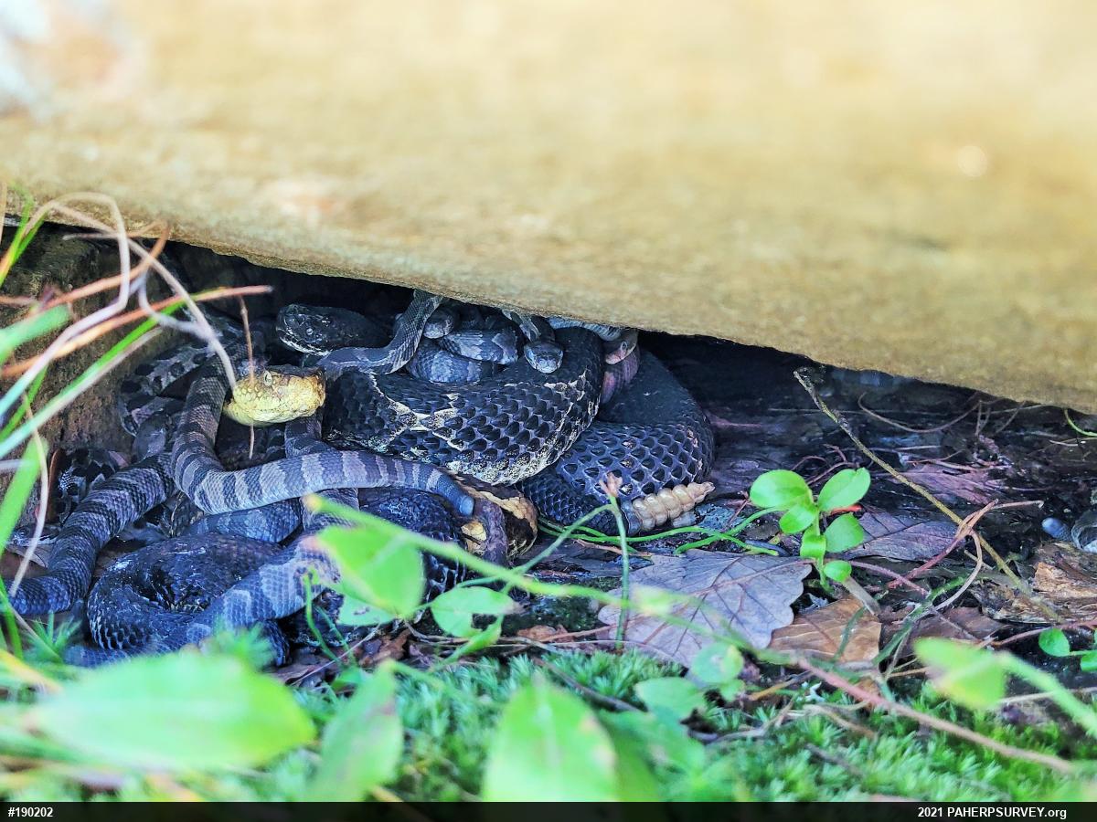 Timber Rattlesnake