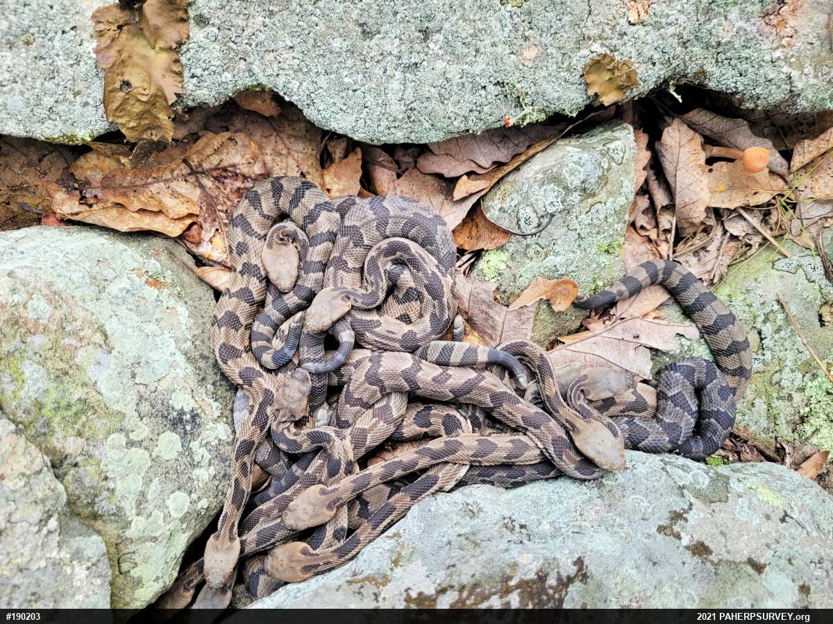 Timber Rattlesnake