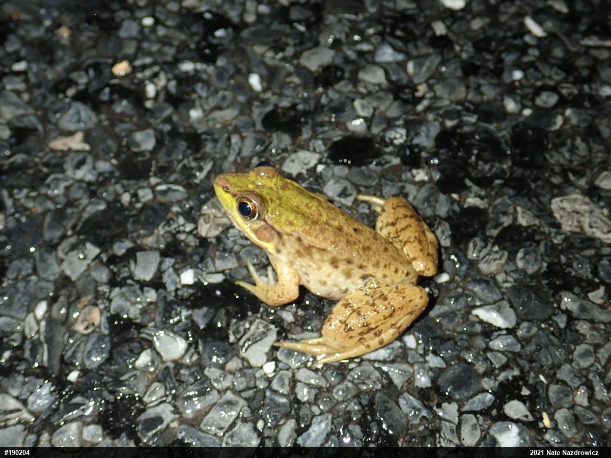 Green Frog