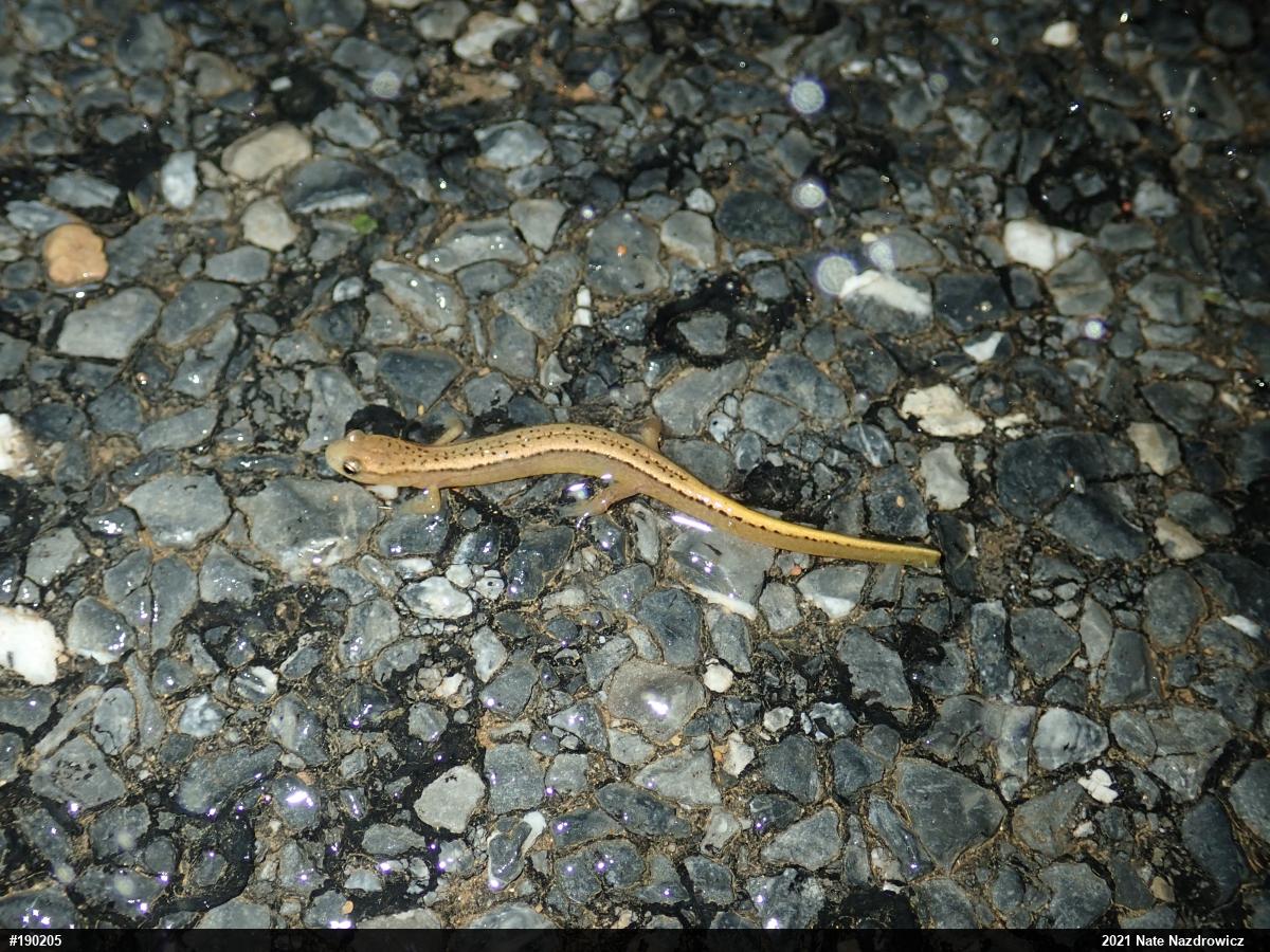 Northern Two-lined Salamander