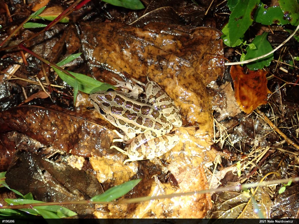 Pickerel Frog