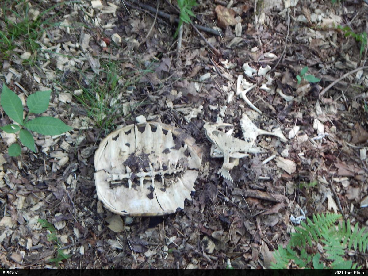 Snapping Turtle