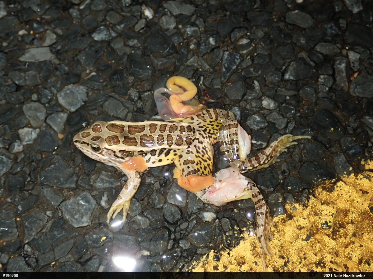 Pickerel Frog
