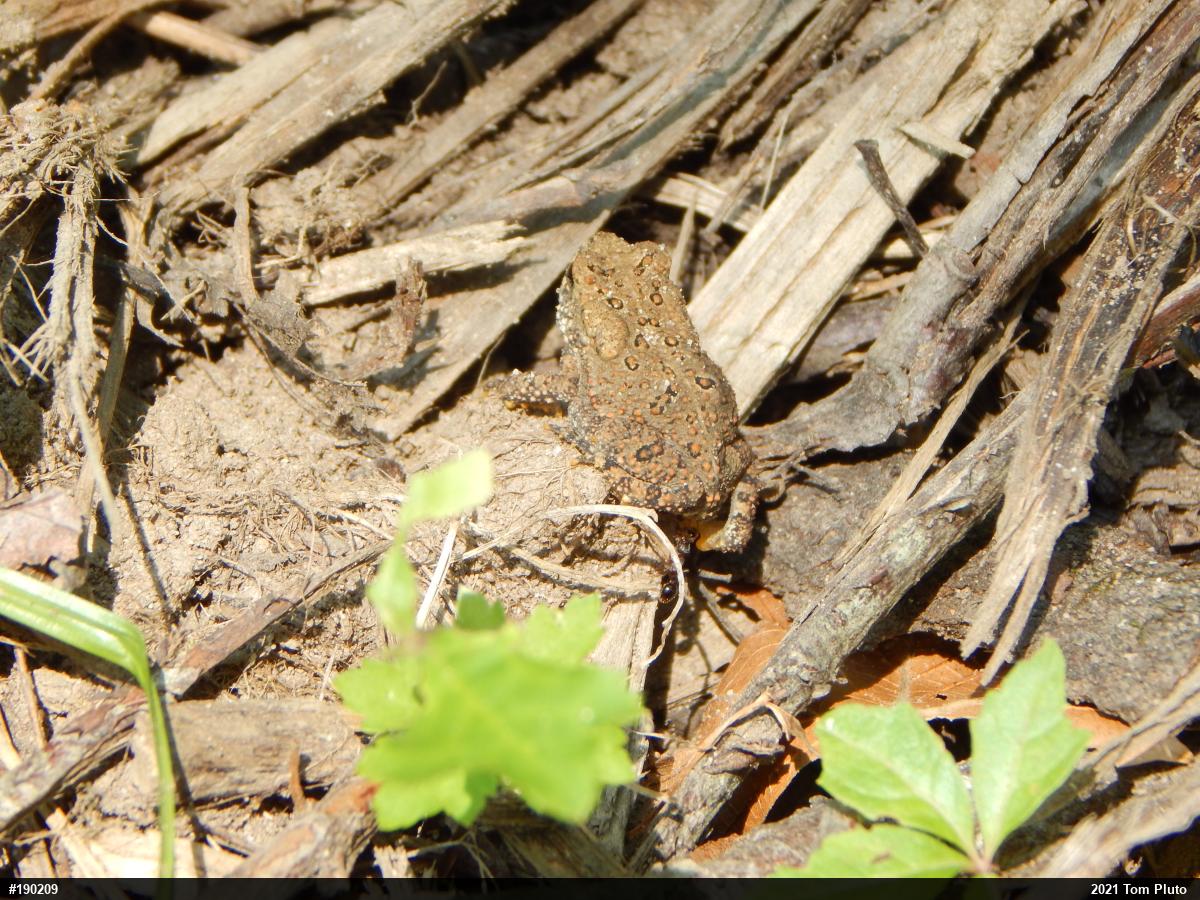 Eastern American Toad