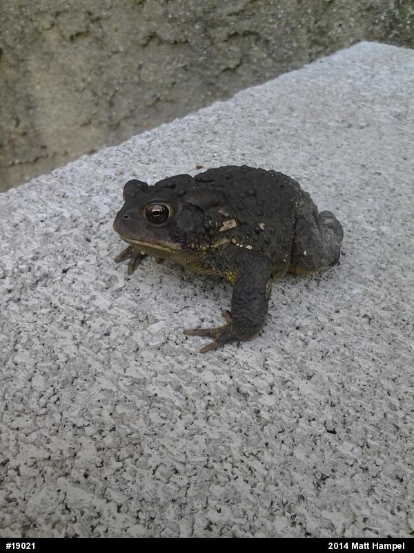 Eastern American Toad