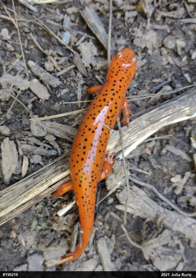 Northern Red Salamander