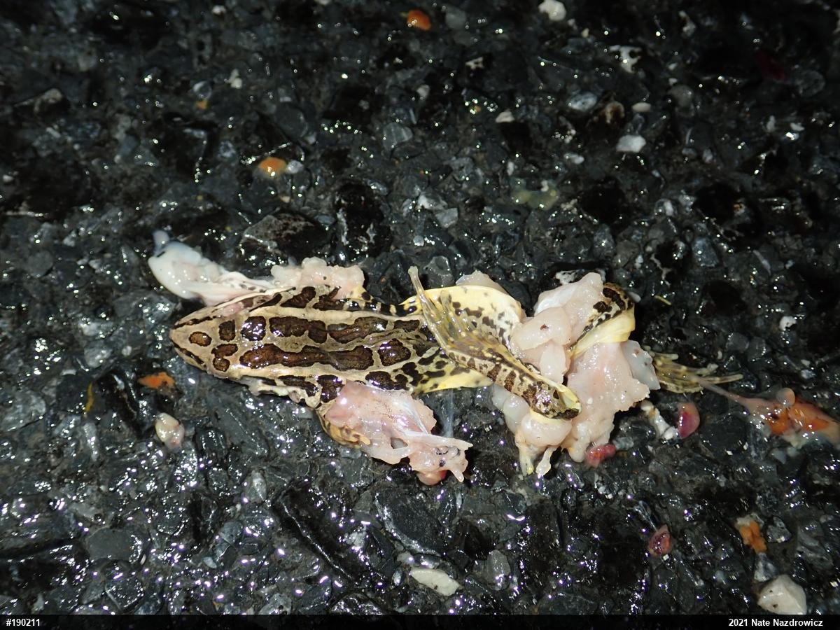 Pickerel Frog