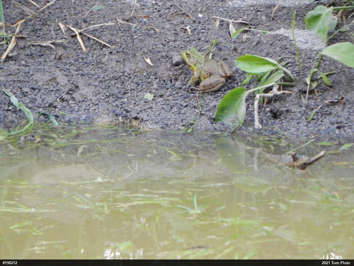 Green Frog