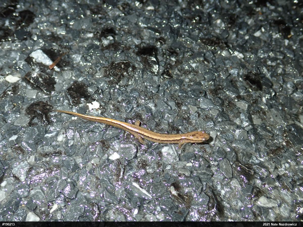 Northern Two-lined Salamander