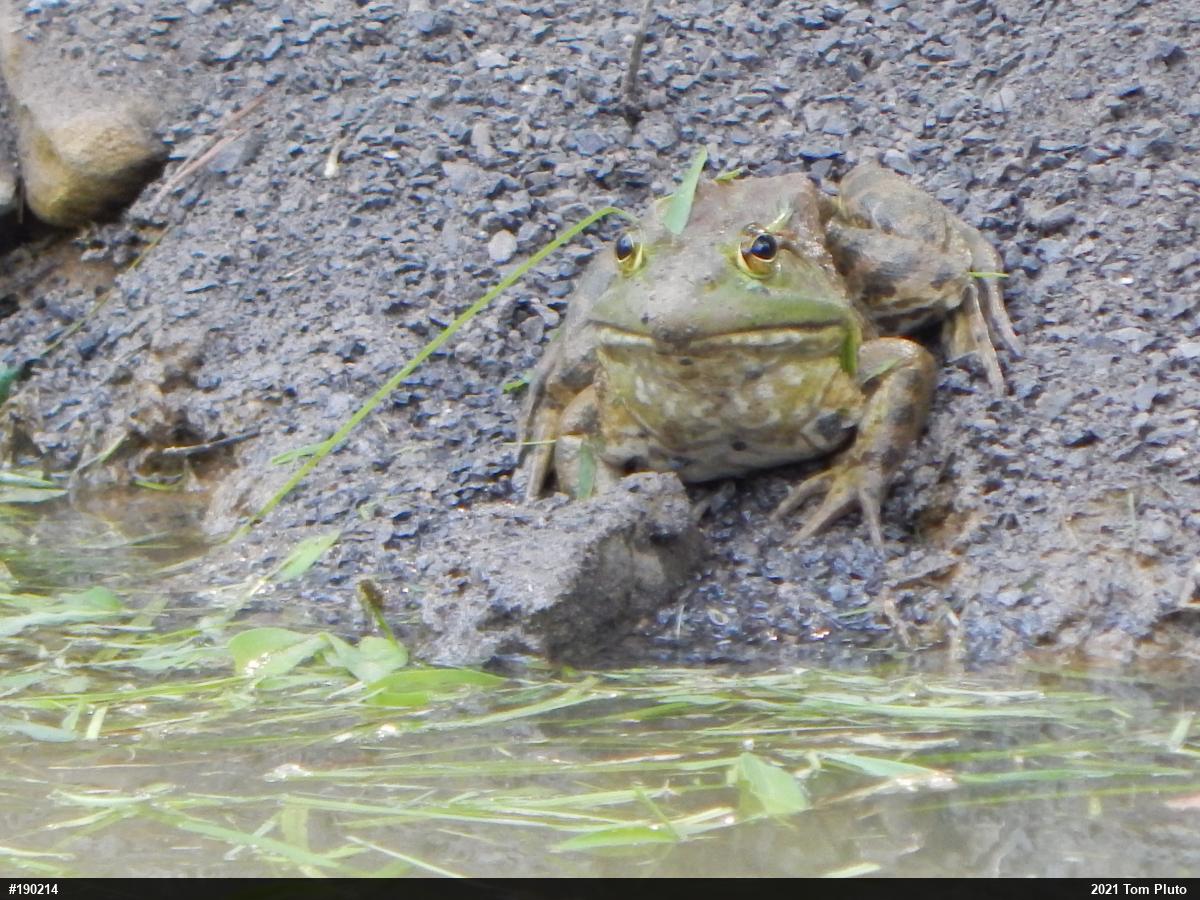 American Bullfrog