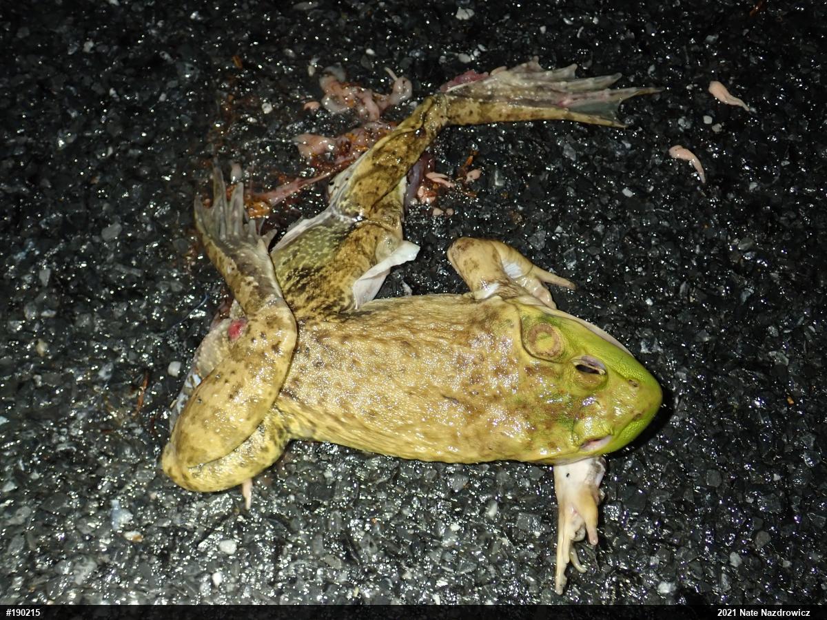 American Bullfrog