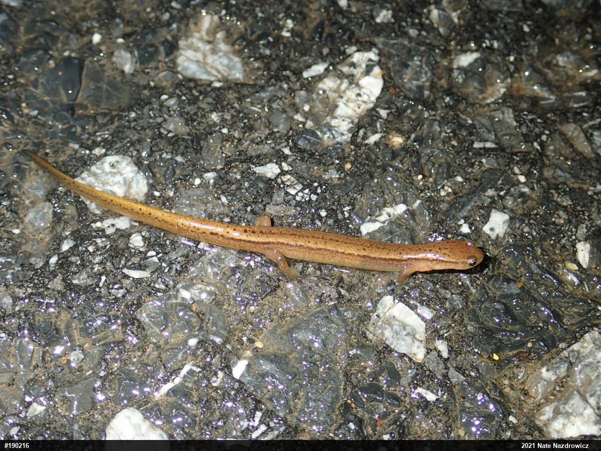 Northern Two-lined Salamander