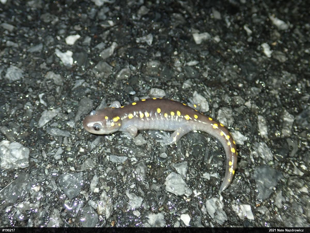 Spotted Salamander