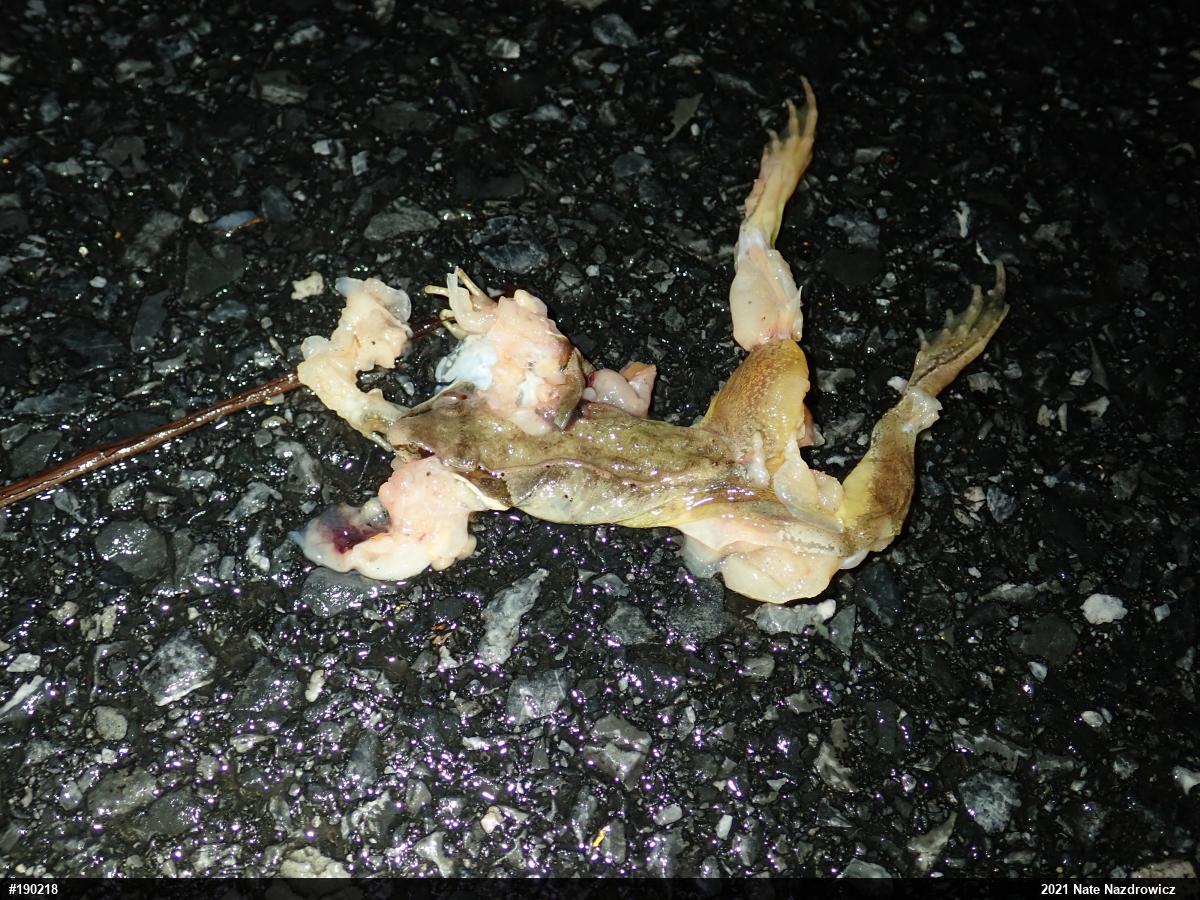 Wood Frog