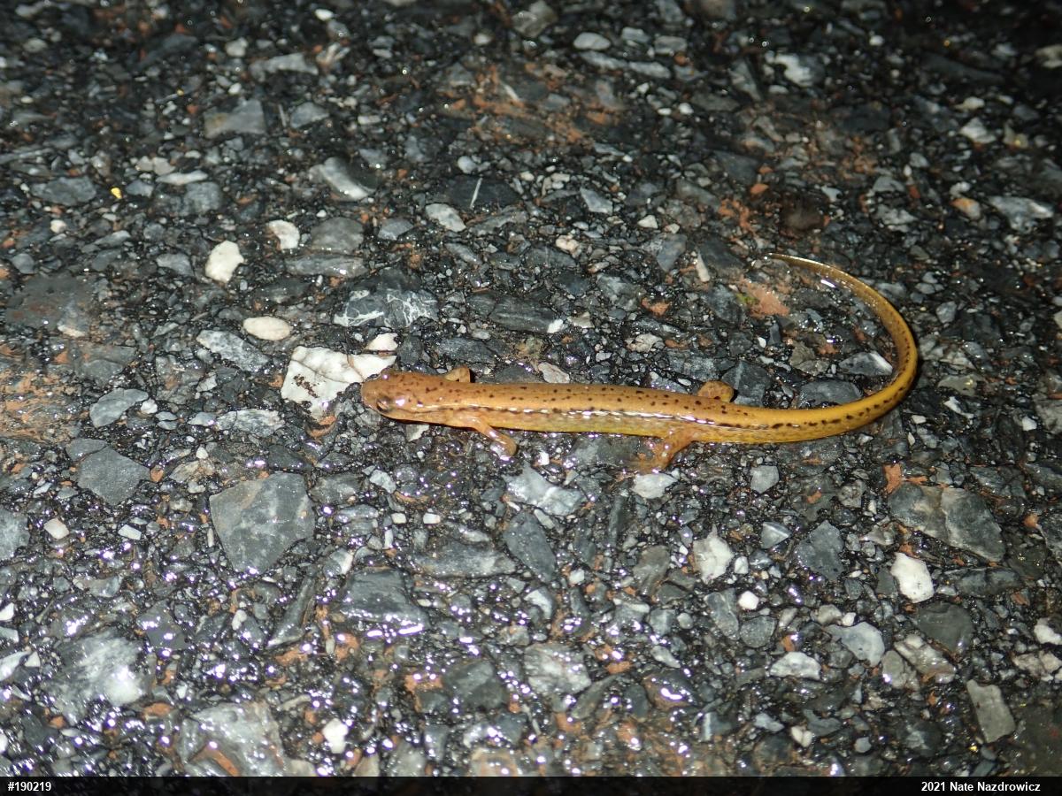 Northern Two-lined Salamander