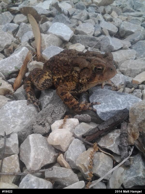 Eastern American Toad