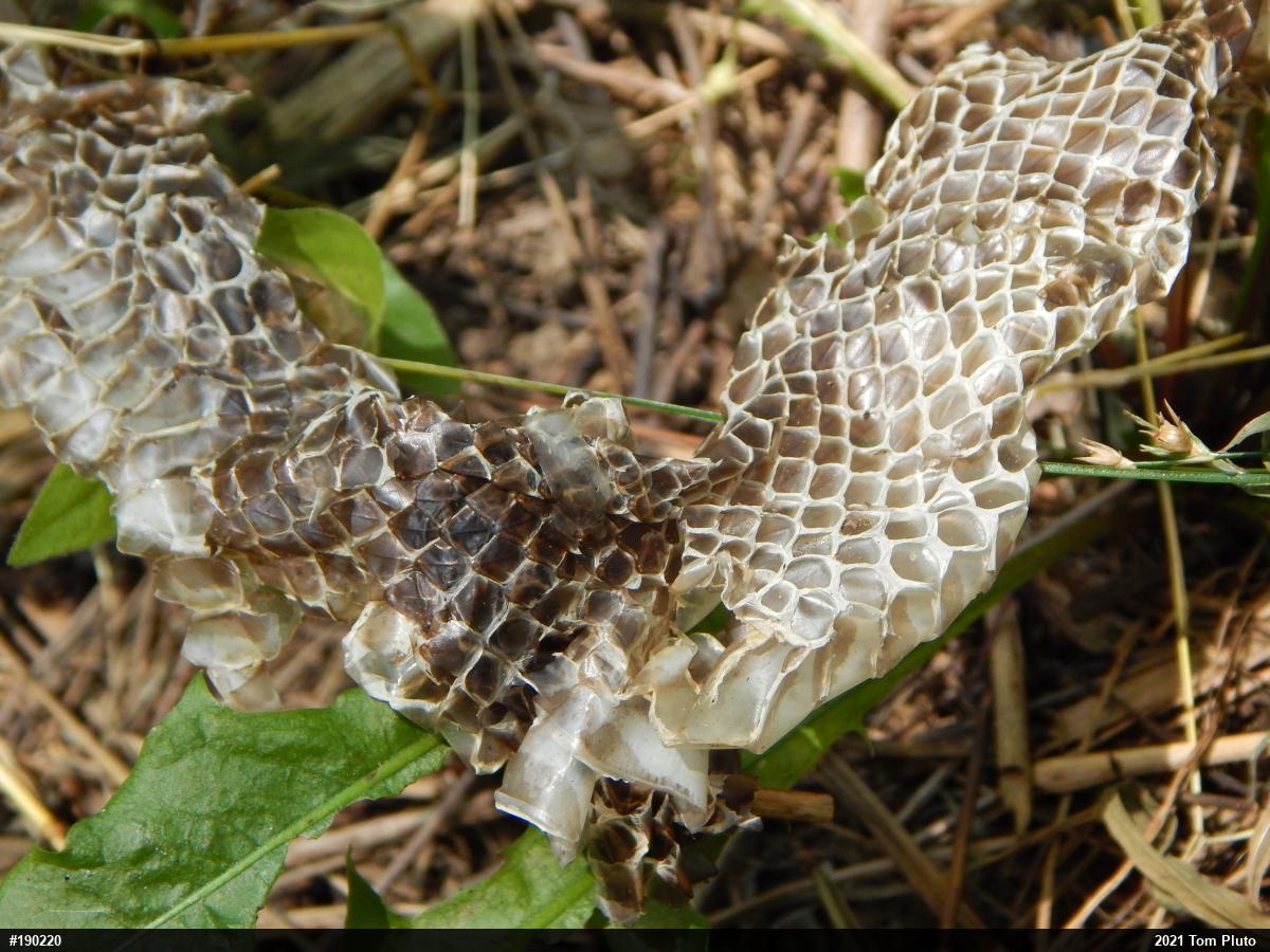 Eastern Ratsnake