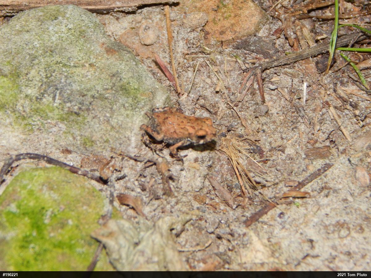 True Toads