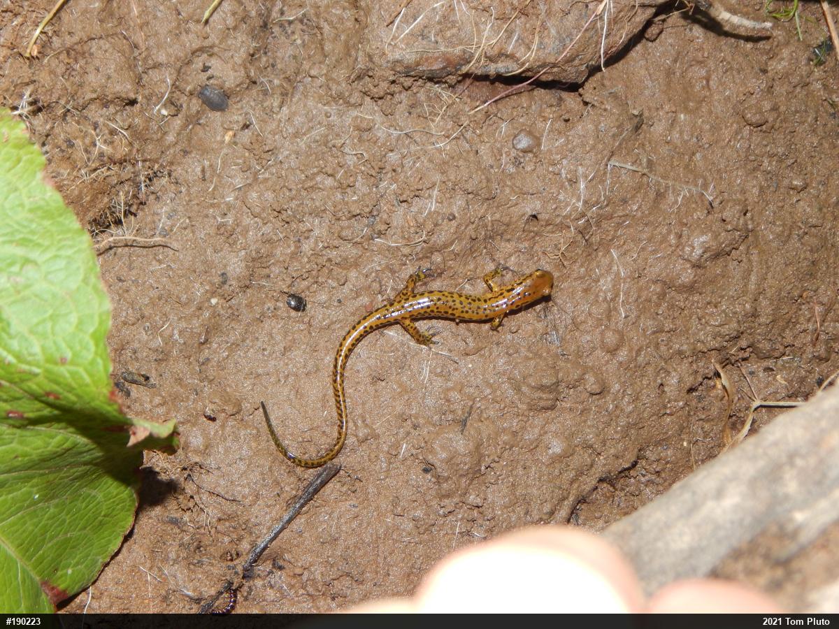 Eastern Long-tailed Salamander