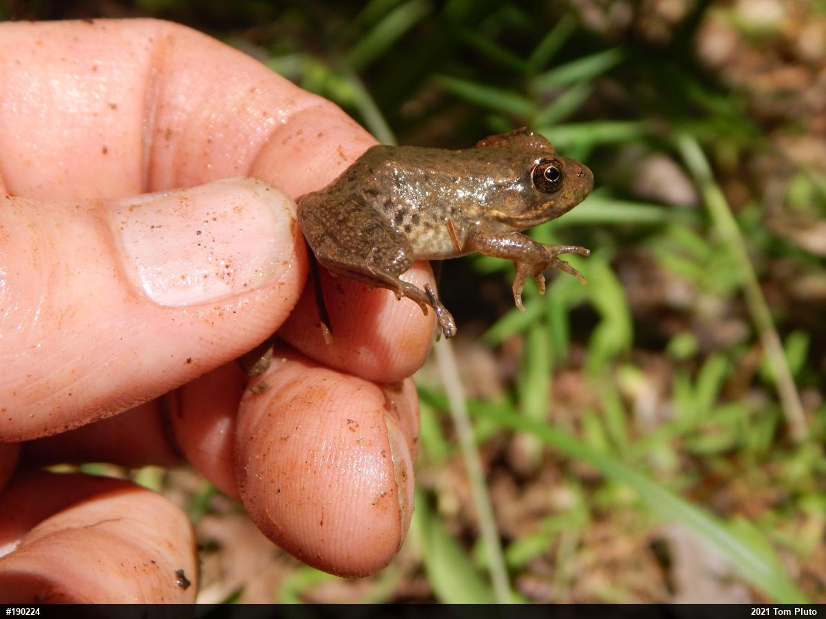 Green Frog