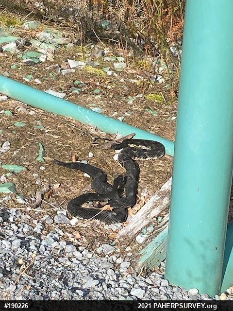 Timber Rattlesnake