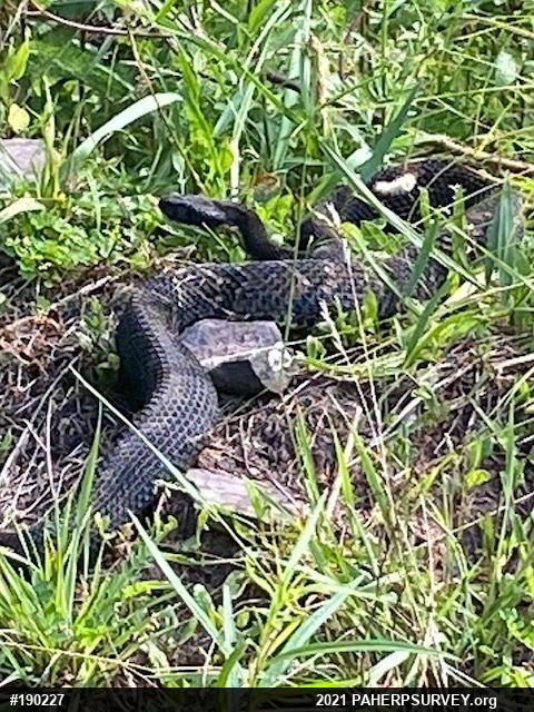 Timber Rattlesnake