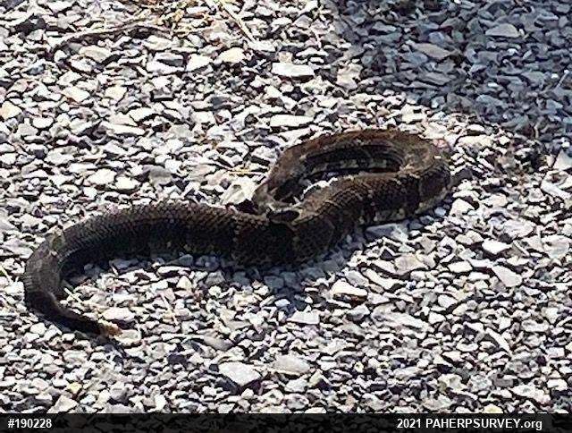 Timber Rattlesnake