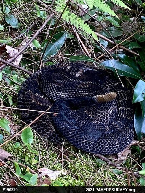 Timber Rattlesnake
