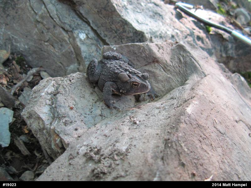 Eastern American Toad