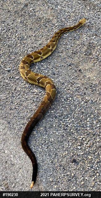 Timber Rattlesnake