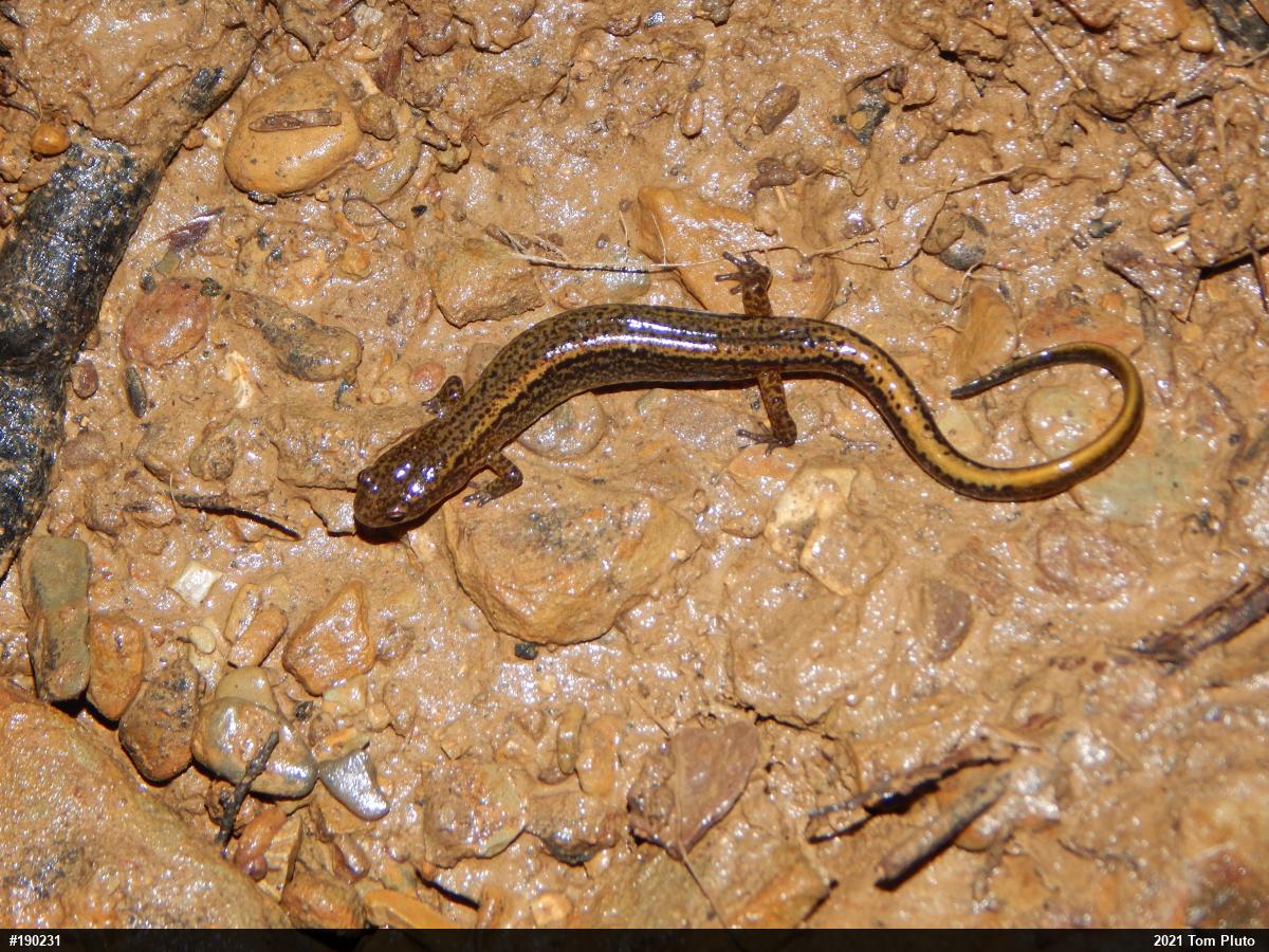 Northern Two-lined Salamander
