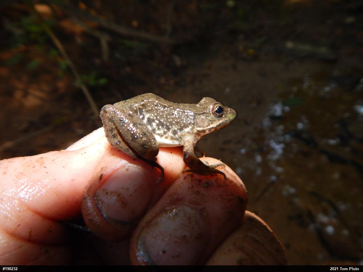 Green Frog