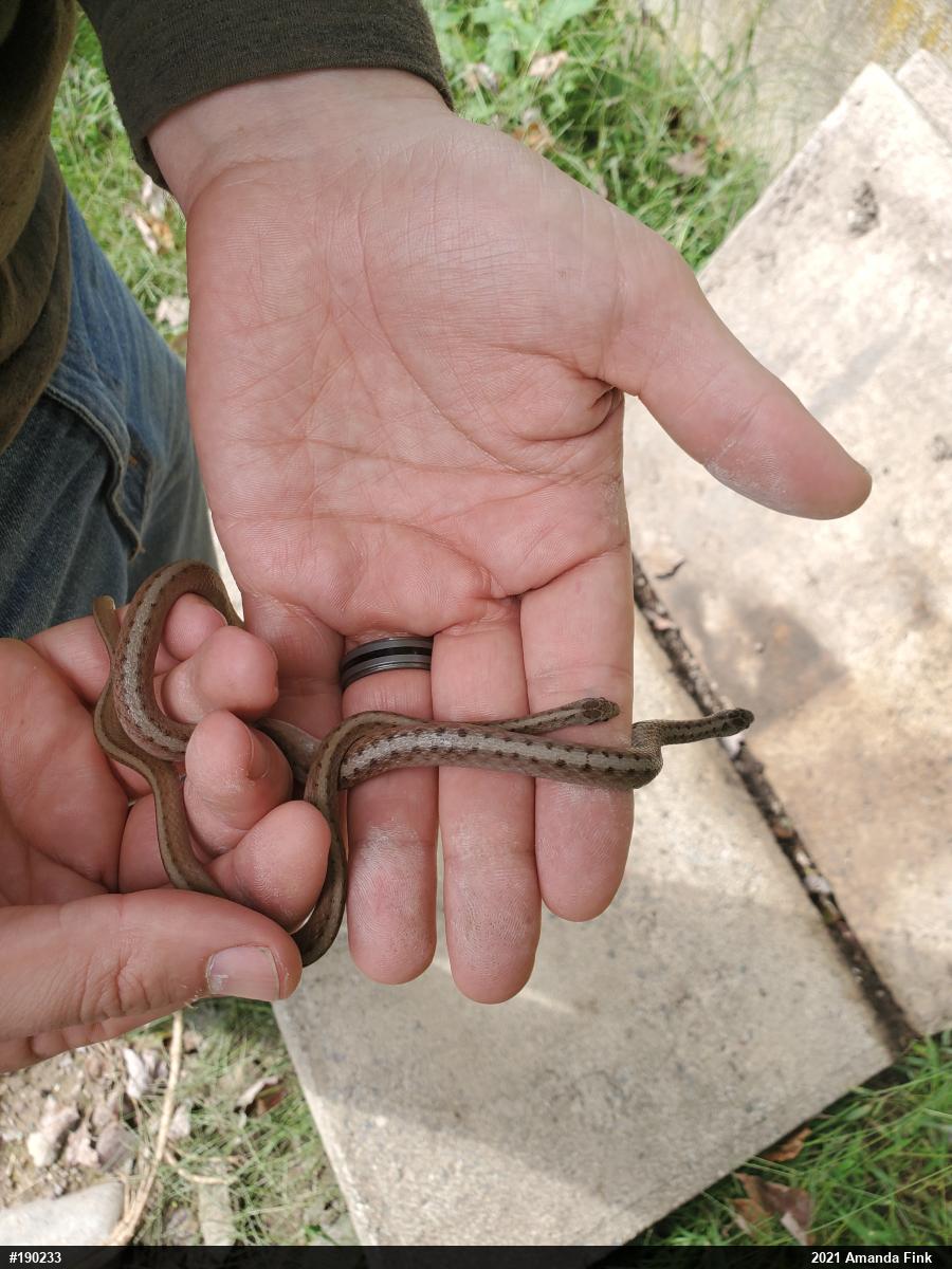 Dekay's Brownsnake