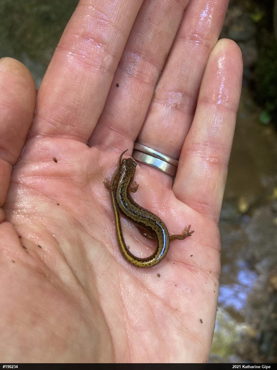 Northern Two-lined Salamander