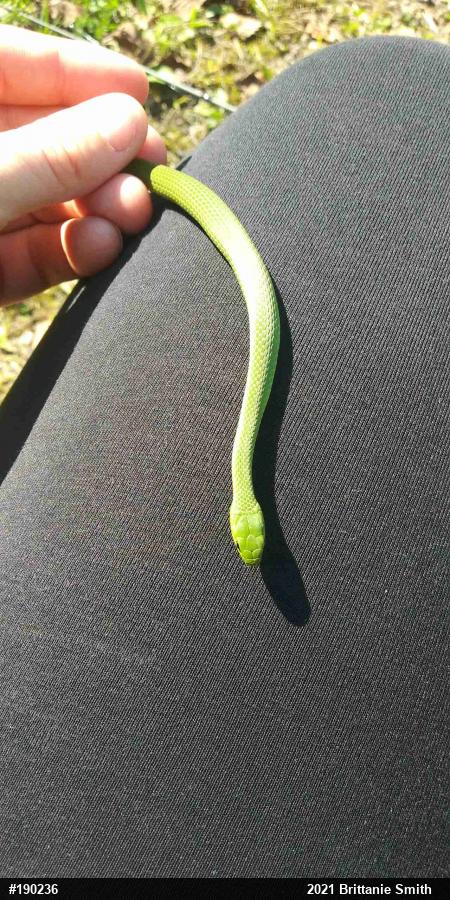 Smooth Greensnake