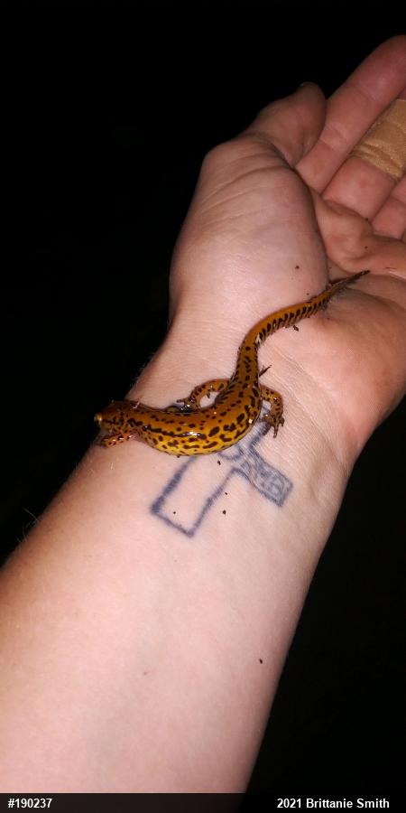 Eastern Long-tailed Salamander