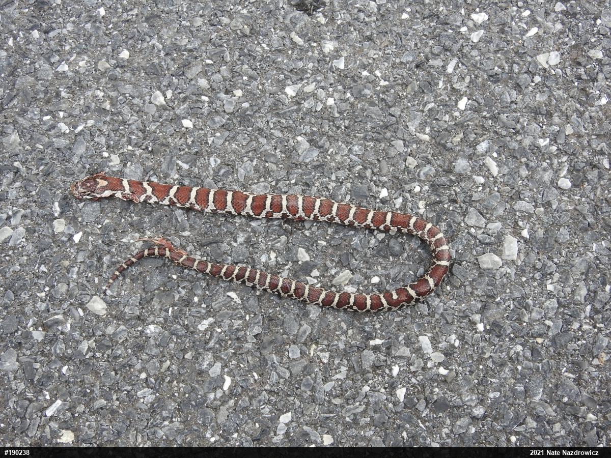 Eastern Milksnake