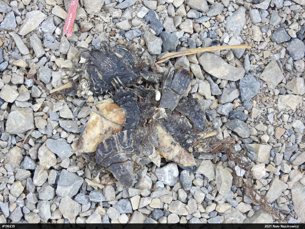 Painted Turtle